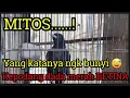 Download Lagu Kepodang Dada Merah Betina Ngeriwik
