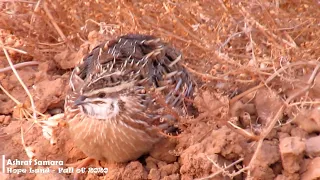                      لقطات جديده مميزة لطائر الفري   السمان المهاجر   خريف      دندنها