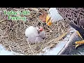 3 Duke Farms Eagle Nest 2026 Duke Mom Duke Dad by Duke Farms