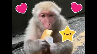 Cute Baby Monkeys