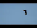 20221006 Short Eared Owls Compilation