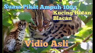 Download Suara Pikat Kucing Hutan Dan Keseruan Vidio Aslinya MP3