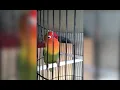 Download Lagu Rawatan konsisten lovebird fighter 300 ribu sampai durasi 1 menit real