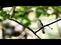 Download Lagu Wood warbler song (Phylloscopus sibilatrix) in a sunny forest