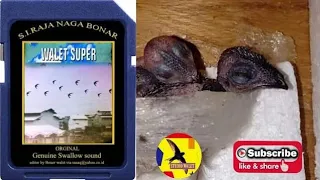 Download Walet Super l Suara Inap Raja Naga Bonar MP3