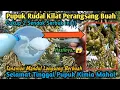 Download Lagu GAK PERLU PAKAI PUPUK MAHAL | Cukup Duan Sendok Serbuk Ini Saja Tanaman Mandul Langsung Berbuah !