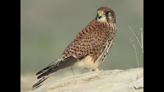 Common Kestrel Calls  Common Kestrel Calls