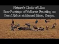 Download Lagu Nature's Circle of Life: Raw Footage of Vultures Feasting on Dead Zebra at Maasai Mara, kenya Part 1