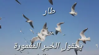 أنشودة وطني كنز بالآ مال الصف الثاني 