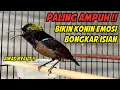 Download Lagu HITUNGAN DETIK KOLIBRI NINJA PASTI EMOSI !! DENGAR SUARA KONIN GACOR FULL NEMBAK ISIAN INI