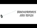 Brachioradialis Tendon Reflex
