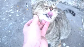 A cute cat jumps out of the window