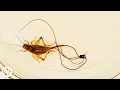 Download Lagu These Hairworms Eat a Cricket Alive and Control Its Mind | Deep Look