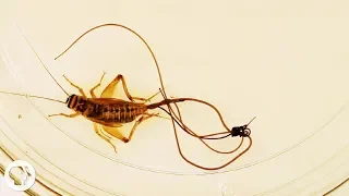 These Hairworms Eat a Cricket Alive and Control Its Mind Deep Look
