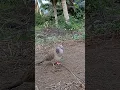 SUARA BURUNG TEKUKUR MEMANGGIL,,,