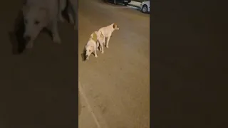 قفل کردن سگ بیدخون عسلویه 