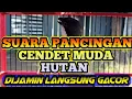 Download Lagu SUARA PANCINGAN CENDET MUDA HUTAN | 🦜suara pancingan cendet trotol | suara Pancingan CENDET MACET