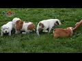 Beabull Puppies