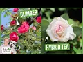Beginners Guide to Rose Varieties Different Types Of Roses