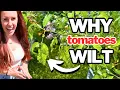 Download Lagu Hangende planten? Dit is de snelste manier om het te verhelpen!