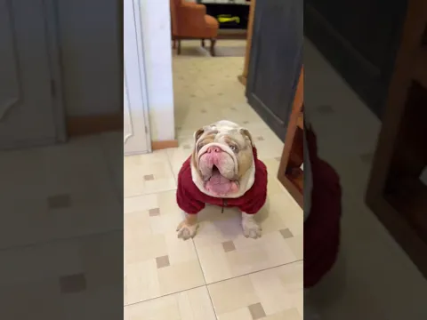 POLAR TENÍA NOTICIAS BUENAS Y MÁS  MALAS… 😭😂