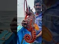 Download Lagu Rare Find: Indian Fisherman Catches a Majestic Red Giant Seahorse!