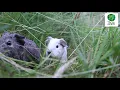 Guinea pigs living wild in the garden