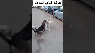 معارك الكلاب 