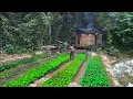 Download Lagu 3 jaar offgrid leven in het bos, tuinieren in bergen,jackfruit oogsten,asperges verkopen op de markt