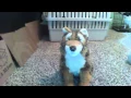 Webkinz Signature Endangered Red Wolf Review