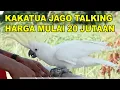 Download Lagu KAKATUA JAGO BICARA HARGA MULAI 20 JUTA