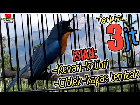 Download MP3 Tledekan gunung gacor||tledekan bambu gacor Asli,isian kenari,kapas tembak,ciblek,kolibri