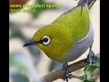 Download Lagu Pikat burung pleci 100% ampuh