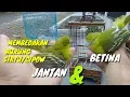 Download Lagu Cara membedakan burung cipow/sirtu jantan dan betina