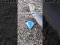 FINDING REAL DIAMONDS 💎💍 #diamond #adventure #shorts