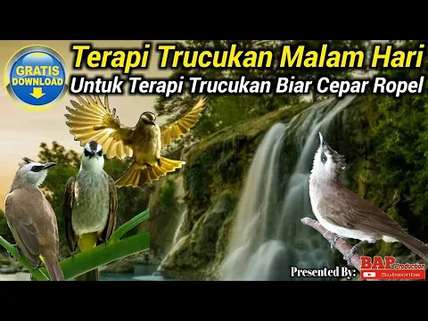 Download MP3 TERAPI BURUNG TRUCUKAN MALAM HARI