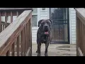 Download Lagu Boerboel \u0026 Serbian Defense Dog #mastiff #molosser#serbianmastiff