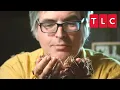 Download Lagu This Man Loves To Eat Bugs! | My Crazy Obsession | TLC
