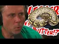 Brian Barczyk on the Differences of the Butter or Lesser Ball Python
