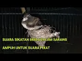 Download Lagu Suara anakan burung sikatan kipas.