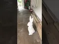 New bunny blowmold