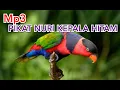 Lagu Nuri Kepala Hitam ||Mp3|| Masteran Pikat Terbukti Ampuh . . .