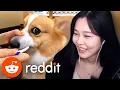 39daph Reacts to Reddit
