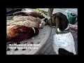 NJ Upland Hunting Season Opener 2020 - Pheasant and Quail