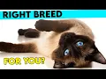 Is The SIAMESE CAT The Right Breed For You How To Tell