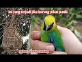 Lagu Mikat Cucak Ranting_ini yang terjadi jika burung pikat panik burung liar jadi makin agresif