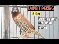 Download Lagu suara burung emprit peking gacor isian burung gereja,red siskin dan kenari 011