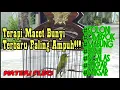 Download Lagu Terapi Pleci Bukpar dan macet bunyi terbaru 100% nyauttt!!!!