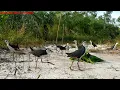 Download Lagu mijn sculpturen zijn te verleidelijk om het object van deze vogel te zijn
