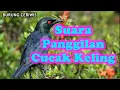 Download Lagu Suara Kicauan Burung Cucak Keling, Panggilan